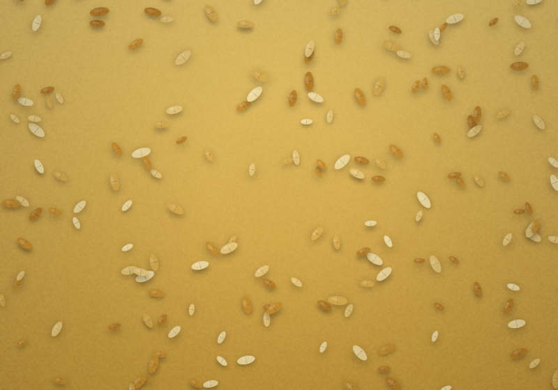 Grains & Oilseeds
